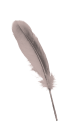 перо