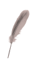 перо